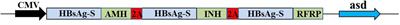 Nasal immunization with AMH-INH-RFRP DNA vaccine for improving follicle development and fertility in buffaloes